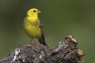 Yellowhammer (Emberiza citrinella), Ormoz area, Ormoz, Podravska, Slovenia, Europe