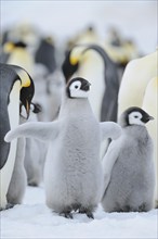 Emperor penguins (Aptenodytes forsteri), Chick Spreading Wings, Snow Hill Island, Antartic