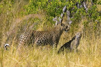 Africa, Botswana, cheetah, Acinonyx jubatus, Botswana, Botswana, Africa