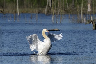 Mute swan (Cygnus olor), adult bird, flapping its wings, subsidence area, Bottrop, Ruhr area, North