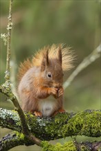 Red squirrel (Sciurus vulgaris) adult animal eating a nut on a tree branch in a forest, Yorkshire,