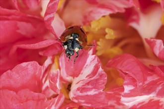 Seven-spot ladybird (Coccinella septempunctata) adult insect on a garden Camellia flower in the