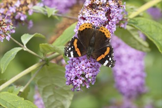 Red admiral butterfly (Vanessa atalanta) adult insect feeding on a purple garden Buddleja flower,