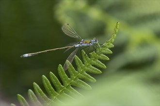 Emerald damselfly (Lestes sponsa) adult male insect resting on a Bracken leaf, Suffolk, England,