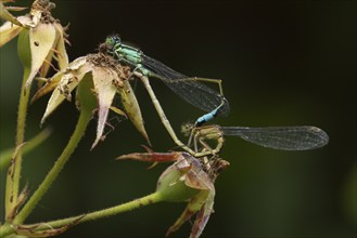 Common blue damselfly (Enallagma cyathigerum) two adult insects mating on a Rose plant flower buds,