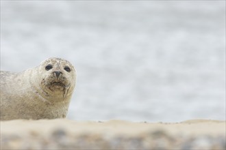 Grey seal (Halichoerus grypus) adult animal resting on a beach, Norfolk, England, United Kingdom,