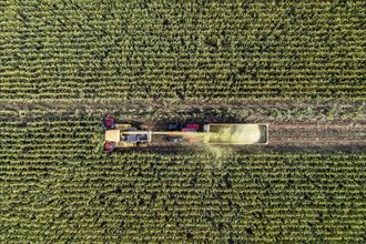 Maize harvest, combine harvester, chopper works its way through a maize field, the silage is pumped