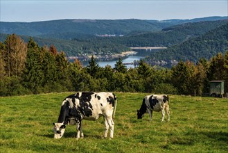 Landscape above the village of Woffelsbach, cattle pasture, view to the east, Rursee, Eifel