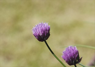 Chive (Allium schoenoprasum), in bloom, North Rhine-Westphalia, Germany, Europe