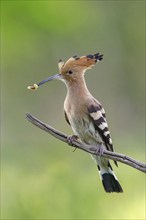 Hoopoe with prey, (Upupa epops), on perch, hoopoe family, formerly raptors, Hides de El Taray /