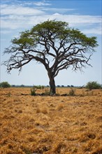 Free standing tree in the landscape with elephant herd, elephant (Loxodonta africana), steppe,