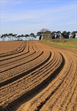 Lines in field brown soil ready for cultivation, Shottisham, Suffolk, England, UK