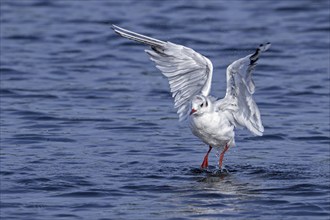 Black-headed gull (Chroicocephalus ridibundus, Larus ridibundus) adult bird in non-breeding plumage