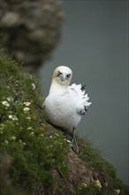 Northern gannet (Morus bassanus) adult bird on a cliff top, Yorkshire, England, United Kingdom,