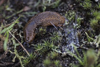 A nudibranch crawls across the forest floor near Münster, 08.04.2024. A person walks in the