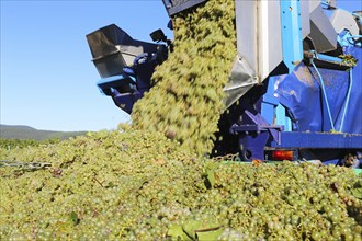 Grape grape harvest with full harvester in the district of Bad Dürkheim, Rhineland-Palatinate