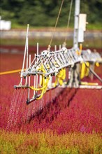 Automatic irrigation on an outdoor area of a horticultural business, autumn plants, heather plants,