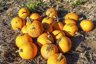 Pumpkin field, ripe pumpkins, shortly in front of harvest, near Neuss, North Rhine-Westphalia,