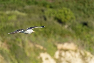 Great black-backed gull (Larus marinus) gliding along the cliffs of the Atlantic Ocean. Camaret,