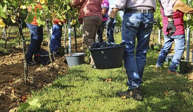 Grape grape harvest: Hand-picking Pinot Noir grapes in a vineyard in the Palatinate