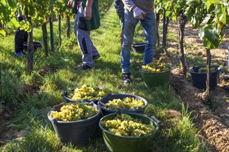 Hand-picking of Chardonnay grapes in the Palatinate in 2023 (Norbert Groß winery, Meckenheim) . The