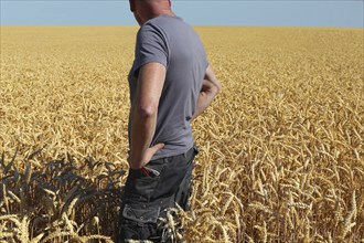 Farmer looks at his grain field