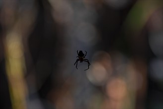 Orb-weaver spider (Araneidae) in its web, Silhouette against the light at night, Creepy night shot,