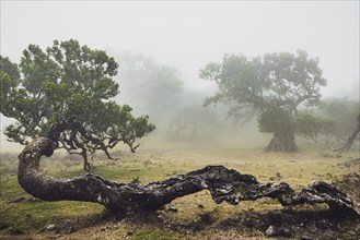 Old laurel trees in the mist, stink laurel (Ocotea foetens), old laurel forest (Laurisilva), UNESCO