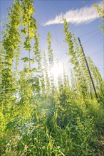 High growing green fields of plants illuminated by the bright sun on a clear day, Hopfengarten,