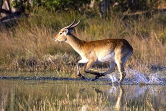 Red hartebeest (Kobus leche) ml, Okavango Delta, Botswana, Okavando Delta, Botswana, Africa