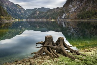 The Vordere Gosausee in autumn with a view of the Gasthof Gosausee. Two uprooted tree stumps in the