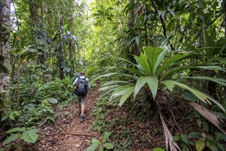 Young man on a hiking trail in the rainforest, tourist hiking in the tropical rainforest through