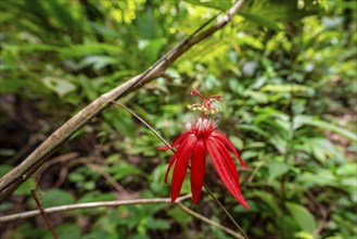 Flower of a red passion flower (Passiflora vitifolia) in the tropical rainforest, Corcovado