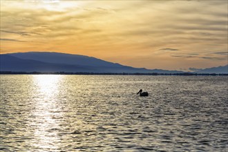 Lake Kerkini, Lake Kerkini, morning mood, silhouette, Central Macedonia, Greece, Europe