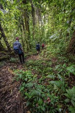 Group on a hiking trail in the rainforest, tourists hiking in the tropical rainforest through dense