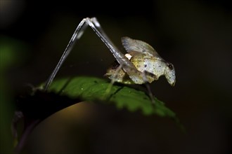 Sickle-winged grasshopper (Phaneropterinae) sitting on a leaf, at night in the tropical rainforest,