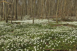 Wood anemone (Anemone nemorosa) Carpet of flowers in deciduous forest, Allgäu, Bavaria, Germany,