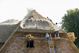 Roofer covering a thatched roof, Föhr, North Frisian Islands, North Frisia, Schleswig-Holstein,