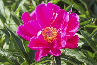 Pink peony flower in a botanical garden