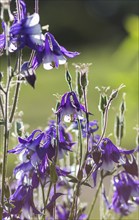 Blooming purple and blue columbine in the garden