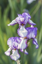 Colorful purple irises in a botanical garden