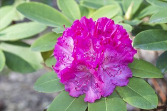 Blooming rhododendron in the botanical garden in spring