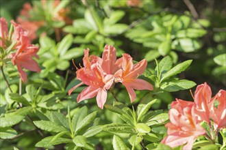 Blooming rhododendron in the botanical garden in spring