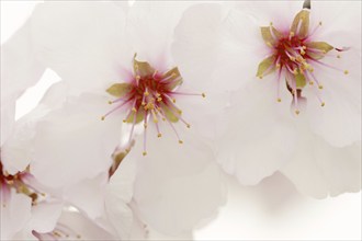 Almond tree (Prunus dulcis, Prunus amygdalus), blossoms, Hessische Bergstrasse, Hesse, Germany,