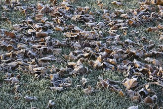 Close-up of frost and ice covered brown Acer, Maple leaves fallen on Poa pratensis Kentucky