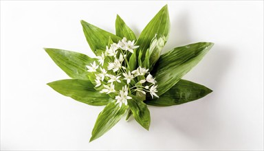 Wild garlic leaves and flowers are artfully arranged in a circle on a white background, wild