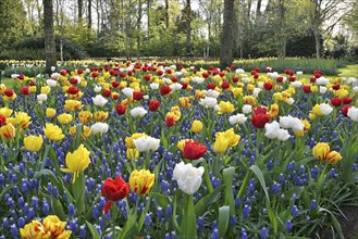 Tulips (Tulipa) and grape hyacinths (Muscari) at Keukenhof, Lisse, South Holland