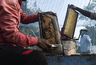 Bee keepers working in a bee farm near a masturd field in a village in Barpeta district of Assam in