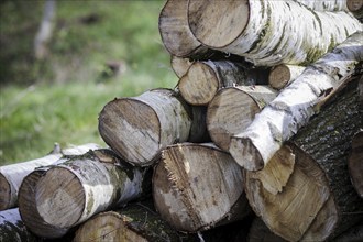 Felled tree trunks are piled up at the edge of a forest near Münster, 08/04/2024