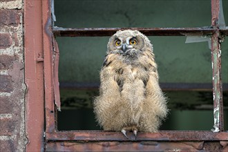 Eurasian eagle-owl (Bubo bubo), fledged young bird, in an old window frame, industrial building,